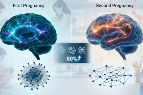 Researchers scanned 110 women before and after pregnancy and found that a second pregnancy completely rewires different brain networks than the first one did