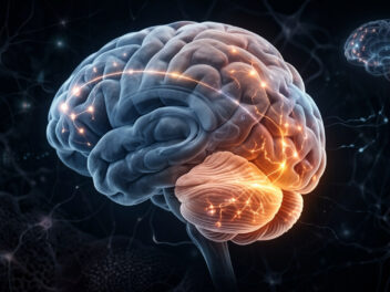 Researchers scanned 47,000 brains and found that the most overlooked structure in neuroscience may be the strongest protection against cognitive decline and Alzheimer’s