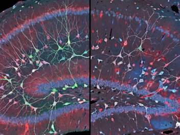 Depression does not just change how you feel. A study of 495,000 brain cells found it physically disrupts the brain’s ability to create new neurons in the region responsible for emotional memory.